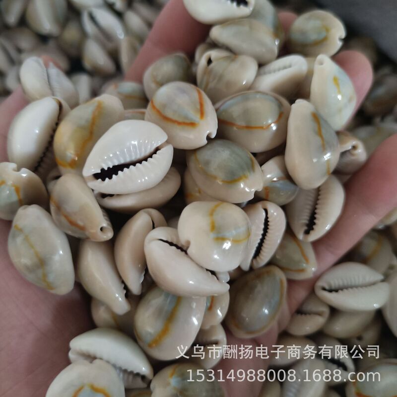 金貝 天然貝殻 手作りDIY素材 海の貝殻 浮き瓶 衣料品装飾品 貝殻水槽飾り|undefined