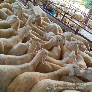 ����Сβ������� ����Сβ����4-5�������������һ̥���w�����