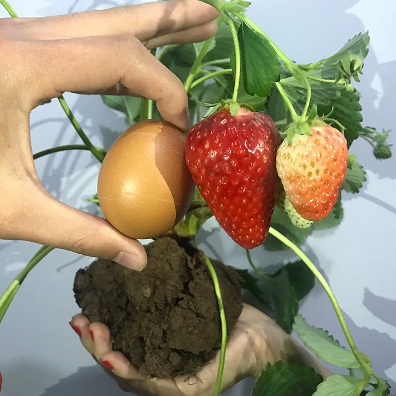 Рассада клубники Многосезонная клубника Рассада клубники Балкон Рассада клубники в горшке Рассада клубники