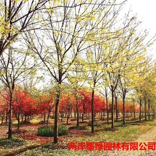 �@�־G��¶�����ܴ���� ���@���G�Gɫϵ�� �е���С�~�܆�ľ����