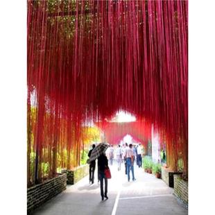 Vine Screen Vine One Curtain Dream Seedling Climbing Plant Vine Ground Banyan Bead Curtain Vine Seedling Rich Curtain for Rooftop Courtyard