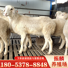 养殖场出售小尾寒羊羊羔 杜寒杂交羊 湖羊基础母羊