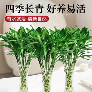 ���F��ˮ��ֲ��͏d�аlؔ���ӹ����߾G�}�Gֲ���Ի���ֲ���҃Ȼ�