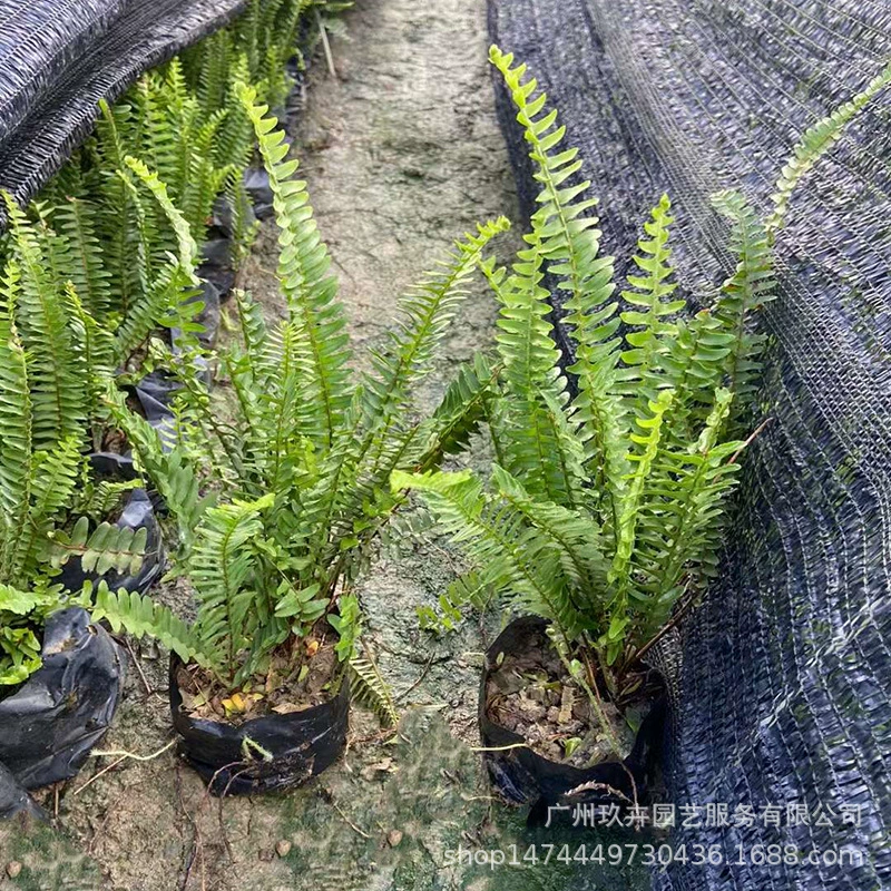 Ребра травы 7 кг мешок наземных рассады папоротник завод сад ландшафт растения завод стены Пейзаж
