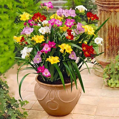 Двойной лепесток Xiangxanum Seed Ball Цветок из семян фрезии в горшке Двор Четыре сезона Легко жить Комнатный цветок с ароматом Лучжоу