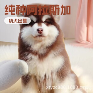 ���N����˹��Ȯ��Ȯ���ͻ��Ҽt�ذ���˹��ѩ��Ȯ���B���ﹷ�����w