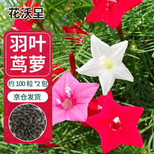 Hua Woli Featherleaf Petunia 100 Seeds * 2 Packs Flower Seeds Four Seasons Flower Seeds for Home Potted Soil Balcony Courtyard Flowers