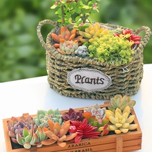 多肉植物室内盆栽组合肉肉仙人球diy办公室小盆栽绿植花卉含盆土