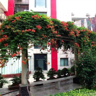 Offline Base Wholesale Lingxiao Flower Seedlings Climbing Vine Plant Courtyard Wisteria Lingxiao Large Seedlings Climbing Florals Firecracker Florals