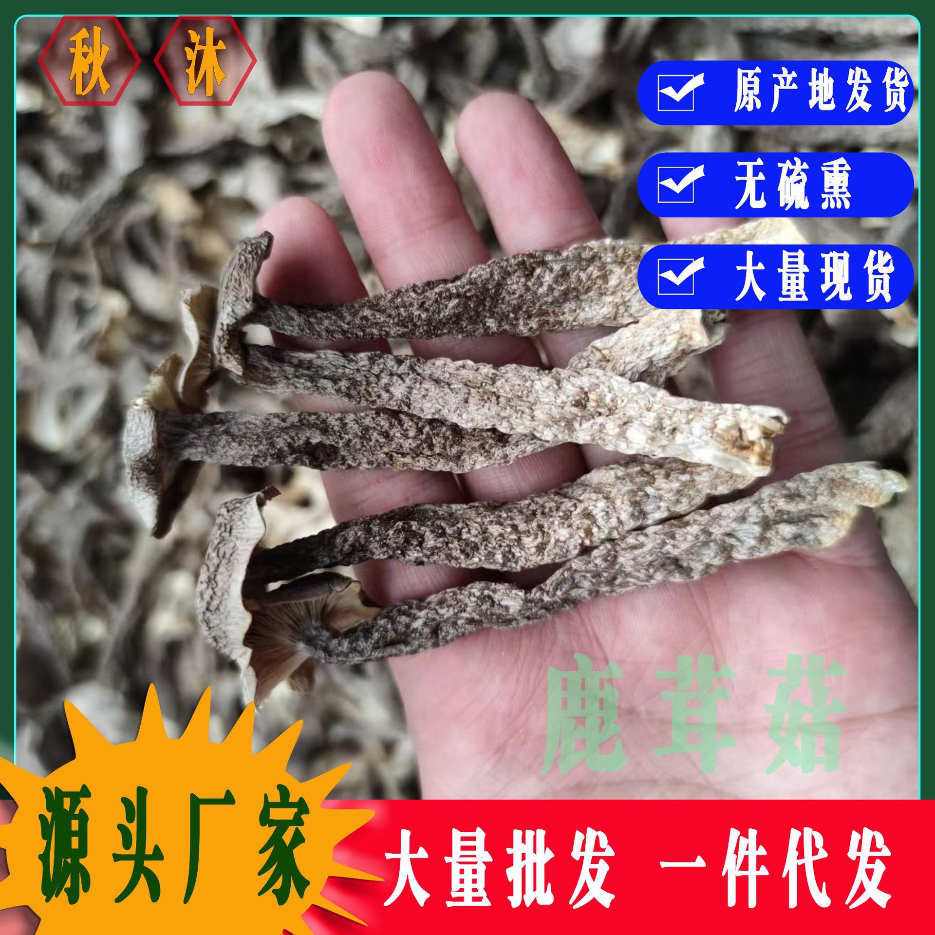 【基地直供】鹿茸菇鹿茸菌脆脆菇散装批发 食用菌酒店食材