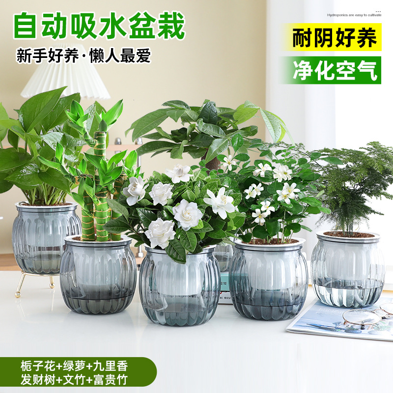 [6 화분 핫셀 조합] 치자나무 + 청무 + 구리향 + 돈나무 + 아스파라거스 + 행운죽