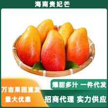 海南贵妃芒果新鲜芒果热带水果8分熟发货需催熟食用整箱一件代发