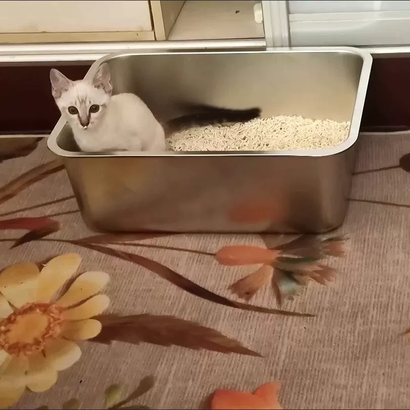 Очень большой открытый кошачий туалет из нержавеющей стали с защитой от брызг, для кошек породы Рэгдолл и Мейн Кук, производитель фабричных туалетов для кошек.