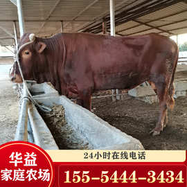 400斤利木赞牛一头 利木赞牛幼牛哪有卖的