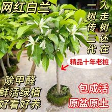 �V�|���m�����Ԙ������m����ֲ���҃��̨�Gֲ�׻�����������