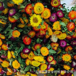 ��Ϲ��S�߲ʾ� �ɻ� ���U��С�r�ղ�մ�������Ȳ��}���滨���}��