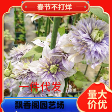 水面妖精铁线莲花苗爬藤花卉植物水妖精重瓣铁线莲丰花耐热四季开