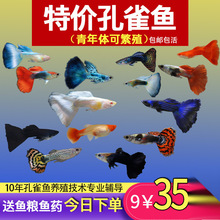 ��ȸ�~С�~�Ꭷ�~ȫ�N�������B�^�p�~С�͵�ˮ���R�~����~