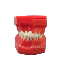 口腔科儿童牙齿模型 乳恒牙交替模型 乳牙恒牙对比 半口换牙展示