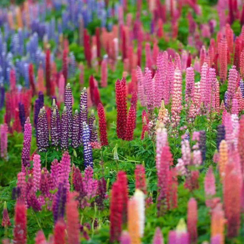 Лу Бинхуа семена люпина цветочные семена декоративные легко выращивать балкон горшок на открытом воздухе морозостойкий Ландшафтный цветок морской двор