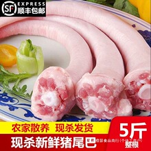 新鲜冷冻猪尾巴长尾巴散养生猪尾巴去毛整根现杀猪尾巴农家散养