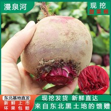 新鲜甜菜根 东北基地上市 红菜头 紫菜头 蔬菜农产品坏果必赔全年