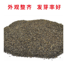 蛇目菊种子两色金鸡菊昆仑金钱菊孔雀菊阳台庭院盆栽花籽春秋播种
