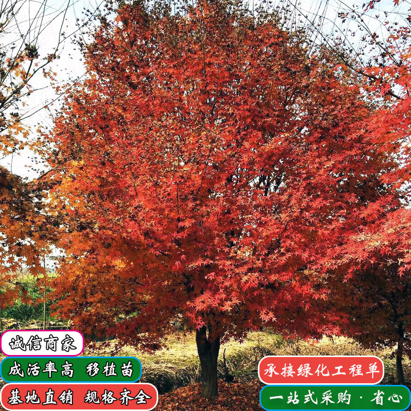 成都鸡爪槭批发观叶基地直供属乔木苗木四川