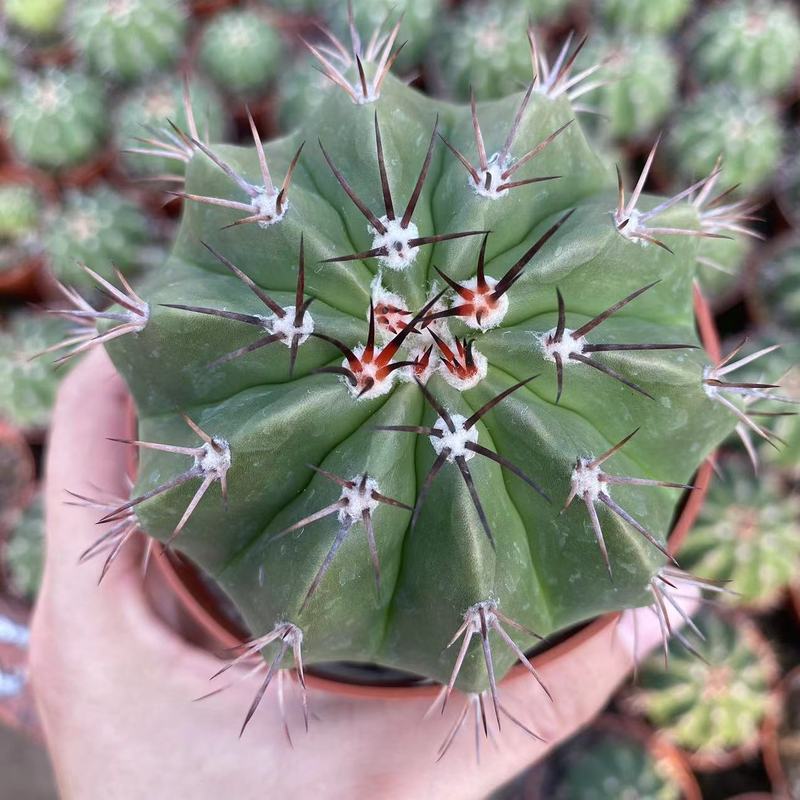 大仙人球コレクション、鉢植えの開花仙人掌、多肉植物、星兜瑞昌玉、玉龍鳳玉、玉翁|undefined