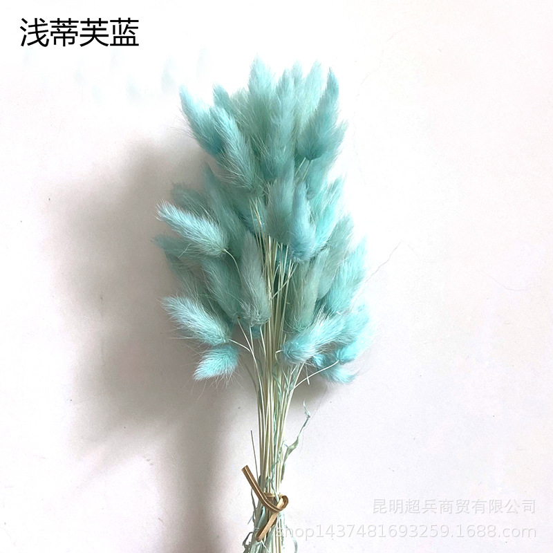 Hierba de cola de conejo flor seca hierba de cola de conejo blanco un montón de 50 piezas