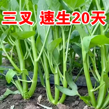 高产三叉空心菜种籽柳叶通心菜种子四季阳台蔬菜种子盆栽菜园