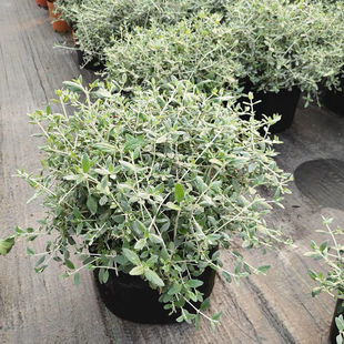 ˮ���m���Ի���ͥԺ�����Gֲ��������ľ�ͺ��͟��ļ����G���Rֲ��