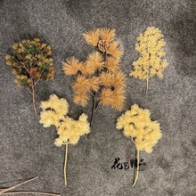 木色原色白色香槟色崖柏松绢花树叶五针松美人松带果田园蓬莱松