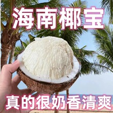 海南椰子心椰宝发芽椰皇椰子芯牛奶椰老椰子椰子盅海皇煲汤孕妇包