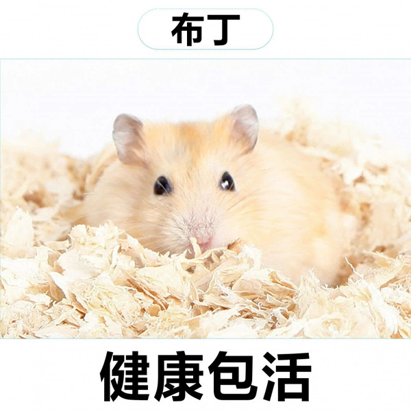 A piece of pudding [transport cage + feed + electronic manual]