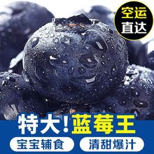 新品种蓝莓L鲜果系列新鲜颗颗大果宝宝辅食蓝梅水果厂批发亚马逊