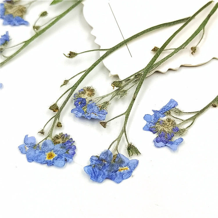 Забудьте-не образец сушеного цветка растения Обучение искусству ногтей Украшение лица Деяние Цветок Фоторамка Настольная лампа Гель Падение Материал корпуса мобильного телефона