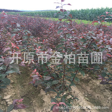 t~~÷3-8֦ľGht~~÷ƿС