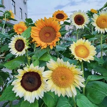 观赏向日葵种孑葵花花种子四季播种室内迷你盆栽太阳花卉种籽子