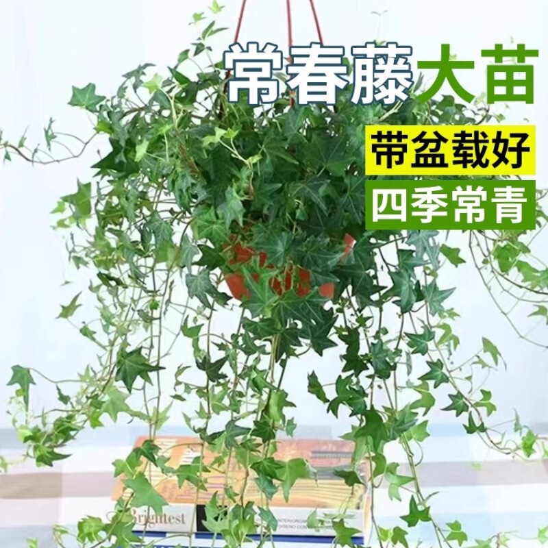 ivy potted plant hanging plant indoor balcony living room air purification climbing small green plant evergreen all seasons