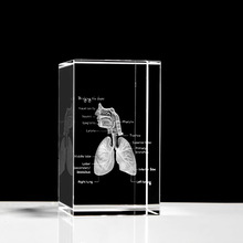 水晶人体解剖模型 肝脏肾脏呼吸消化泌尿生殖系统结构示意图摆件
