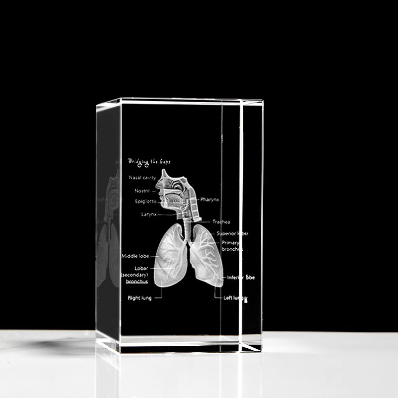 水晶人体解剖模型 肝脏肾脏呼吸消化泌尿生殖系统结构示意图摆件