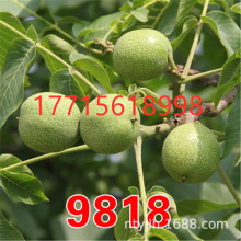 9818Ҙ8518޽ɽ籡ƤҘϷNֲԵ