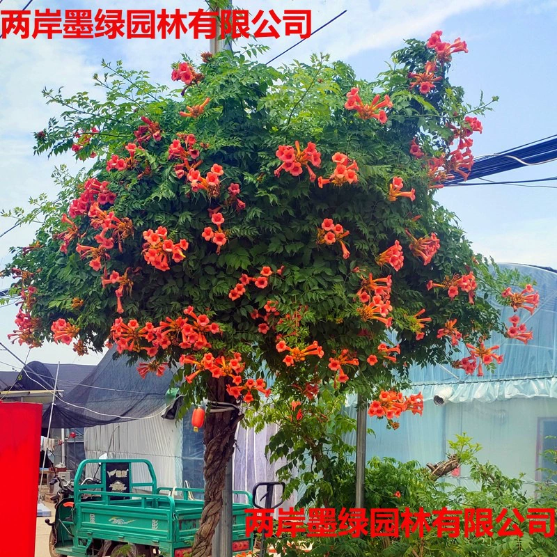 Клематис, вьющееся цветочное горшочное старое корчевое дерево, вилла, двор, зеленение, вьющееся растение, в помещении и на открытом воздухе, круглый год, бесплатная доставка