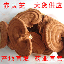 山东冠县赤灵芝中药材红芝整朵灵芝切片保健野生野生红灵芝
