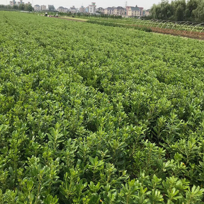基地批发造景海桐树苗 绿化树苗绿篱笆 植物围墙海桐苗海桐色块苗