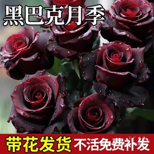 Black Buck Rose Seedlings, Rose Seedlings, Blooming in All Seasons with Buds, Potted Old Stump Saplings, Flower Seeds and Florals