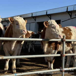 ���������Sţ��ţ�����lһ�^���T����ţ��ɢ�BȦ�B