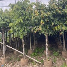 �S�����l���~���ļ����G�L�~�Ŷ�NҎ�񹩑�