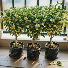 【首单直降】桂花树苗金桂丹桂盆栽可食用室内阳台庭院浓香型花卉